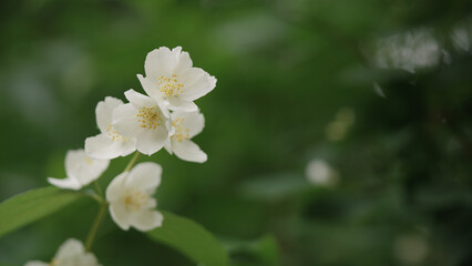 Obraz na płótnie Canvas shot of jasmine flowers closeup