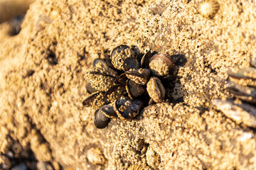 MEJILLONES DE ROCA VIGO