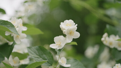 Obraz na płótnie Canvas shot of jasmine flowers closeup