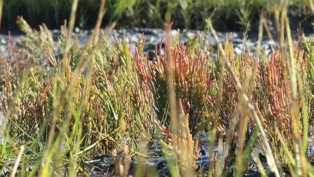 Europ&auml;ischer Queller (Salicornia europaea agg.) im Nationalpark Wattenmeer