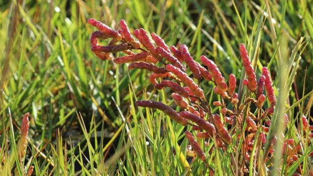 Europ&auml;ischer Queller (Salicornia europaea agg.) im Nationalpark Wattenmeer