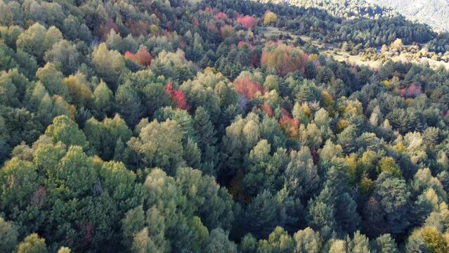 Aerial view of the beech forest of Betato, during autumn and the mountains of the Pyrenees (Piedrafita) Aragon, Spain.