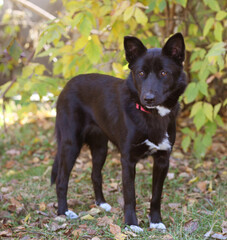 black dog full body photo on green grass background