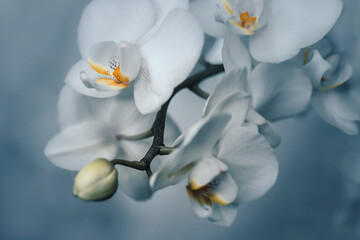 Białe płatki kwiatów storczyka. Kompozycje kwiatowe na rozmytym tle. - obrazy, fototapety, plakaty