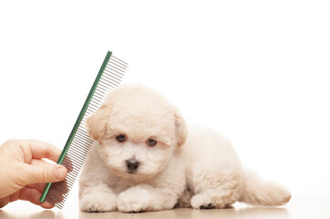 image of dog hairbrush hand white background 