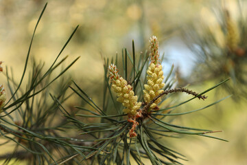 pine tree branches