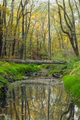 rzeka w lesie jesienną porą
