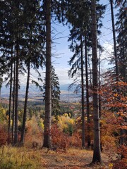 Autumn colorful leaves on the ground and on the trees. Slovakia