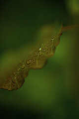 green caterpillar on leaf
