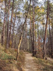 Obraz premium Trees in the forest during summer or autumn. Slovakia