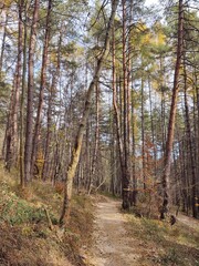 Trees in the forest during summer or autumn. Slovakia