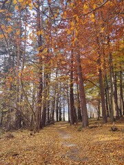 Trees in the forest during summer or autumn. Slovakia