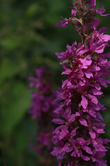 pink flowers in the garden