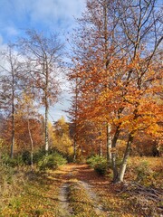 Trees in the forest during summer or autumn. Slovakia