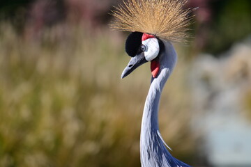 Tête et cou de Grue royale