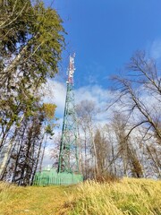 Trees in the forest during summer or autumn. Slovakia
