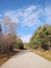 Trees in the forest during summer or autumn. Slovakia
