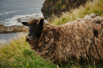 Gros Morne National Park Sheep