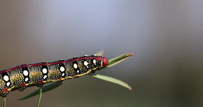 Spurge hawkmoth, Hyles euphorbiae, colourful and toxic caterpillar.
