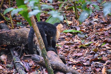 Black White faced monkey in tropical forest. White-faced capuchin. Wildlife scene in Costa Rica. Central America.