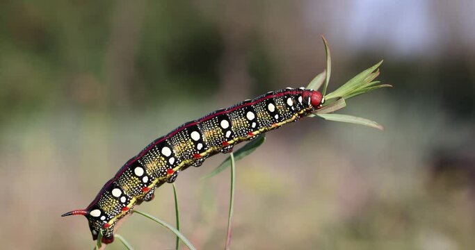 Spurge hawkmoth, Hyles euphorbiae, colourful and toxic caterpillar.
