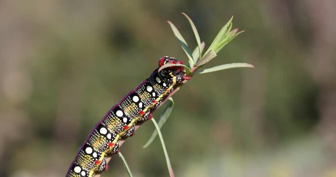 Spurge hawkmoth, Hyles euphorbiae, colourful and toxic caterpillar.
