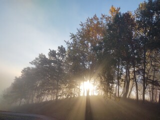 Mist in the forest. Sunrays behind the trees. Slovakia