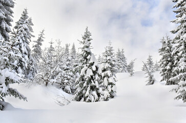 Winter landscape following in fir forest and glade on background cloudy sky © Anastasiia Malinich