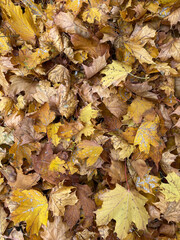 laub, ahorn, herbst
