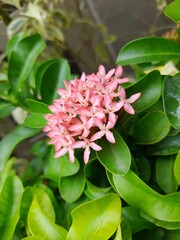 Pink Daphne Flower