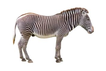 Foto op Plexiglas Zijaanzicht van een zebra geïsoleerd op wit ©  Laurent Renault