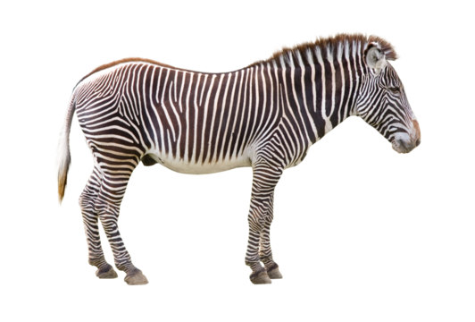 Side view of a Zebra isolated on white