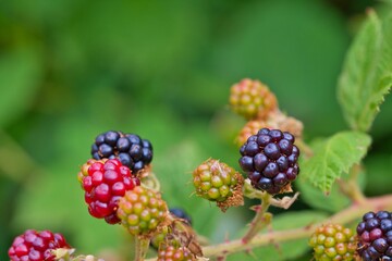 Closeup of blackberries on a branch with green leaves in a garden