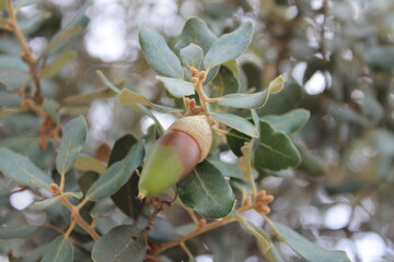 acorn on the branch