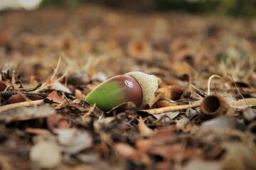 acorn on the ground