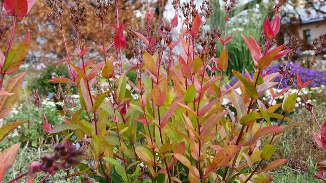 Leaves of Penstemon spectabilis in autumn garden