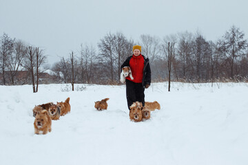 the owner woman walking with pack of dogs