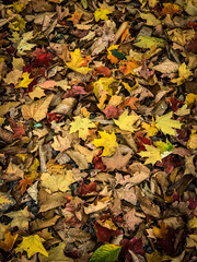autumn leaves background