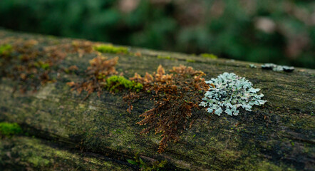 A wooden beam covered with adult moss. Green-brown macro photo.