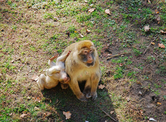 An adult female Barbary macaque, Macaca sylvanus, known as a Barbary ape or magot with a baby monkey sits on the grass. Zoo Wrocław, Poland. © KT_Photo
