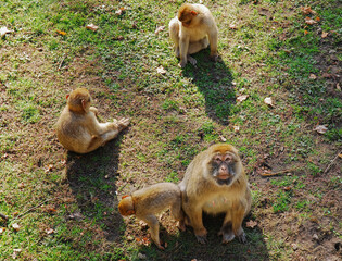 An adult female Barbary macaque, Macaca sylvanus, known as the Barbary ape or magot, surrounded by baby monkeys sits on the grass. Zoo Wrocław, Poland.