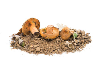 Champignons d'automne sur fond blanc avec terre et glands / Autumn mushrooms on a white background...