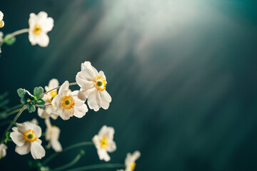 Naklejka na ściany i meble Delicate white flower Anemone Honorine Jobert on dark teal background. Trendy color 2023. Floral background