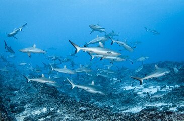 Fototapeta premium Grey reef shark