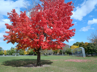 Maple tree in brilliant red fall color, in park with baseball diamond