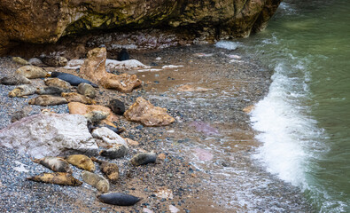 Grey seals on the beach and rocks. Penrhyn Bay, Irish Sea in Wales