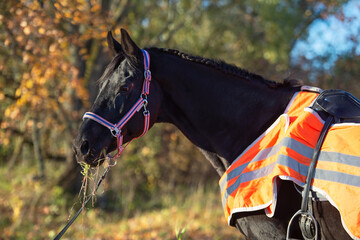  portrait of beautiful black dressage stallion  dressed in training protection cover  grazing after...