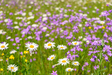 Obraz premium field of daisy flowers summer background