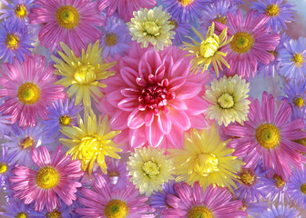 Obraz premium Dahlia. Autumn Flowers. Autumn pink purple yellow violet Chrysanthemum Flowers. Postcard . Floral banner. Top view. Texture and background. Abstract background. Close up beautiful Chrysanthemums
