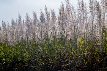 Flor o espiga de caña de azucar en los campos del ingenio melchor ocampo, autlan de navarro, jalisco, mexico